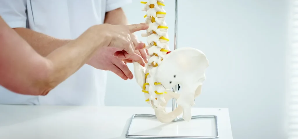 doctor showing backbones using model
